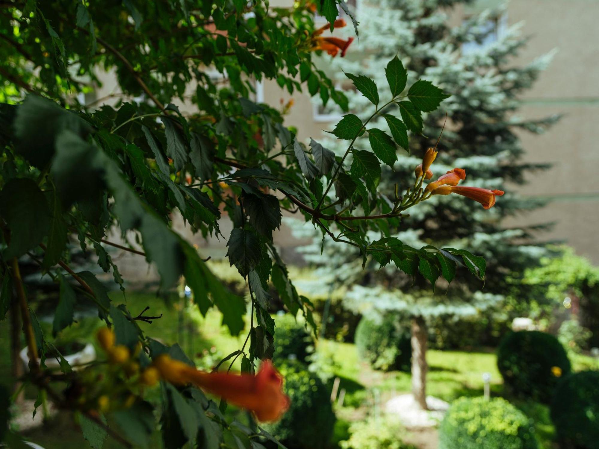 בראשוב Cozy Central Apartment Near The Forest מראה חיצוני תמונה